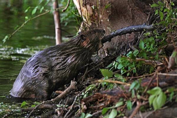 Beaver Photos: Felling Trees & Building Dams