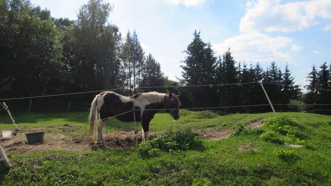 Poníkovi Pedrovi je už 45 let a na Ranči Bělečko si užívá zasloužený důchod | foto: Tereza Brázdová,  Český rozhlas