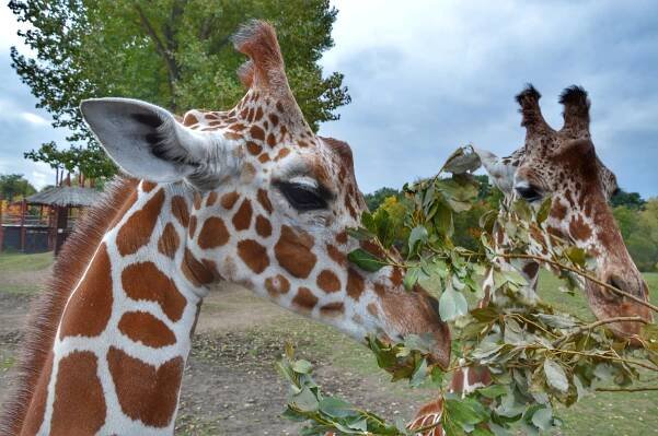 Safari Park Dvůr Králové - Zoo - Podkrkonoší - Dvůr Králové nad Labem