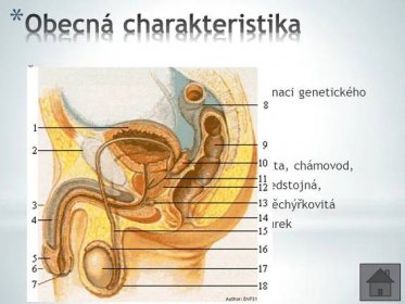 Organa genitalia. Zajišťuje zachování druhu, přenos a kombinaci genetického materiálu. Vývoj z mezodermu. Dělení: pohlavní žlázy - varlata. vývodné cesty pohlavní – nadvarlata, chámovod, žláza předstojná, žláza měchýřkovitá. zevní pohlavní orgány – penis, šourek. Author: BMF81.