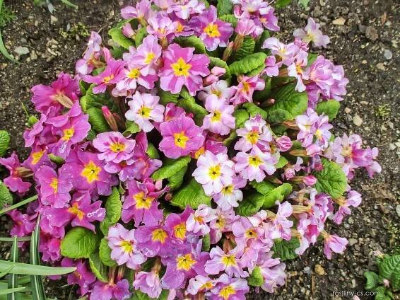 Prvosenka bezlodyžná - Primula vulgaris