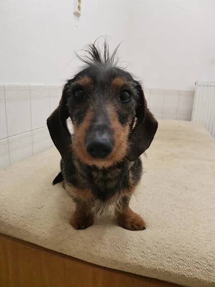 Jezevčík vrácen majiteli – Pet Heroes Lanškroun