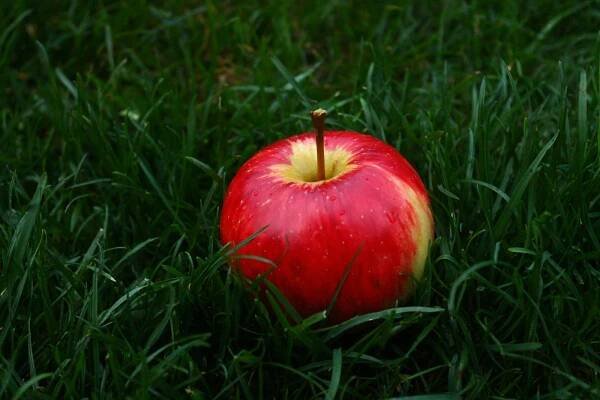 bezplatná Základová fotografie zdarma na téma apple, barevný, bujný Základová fotografie