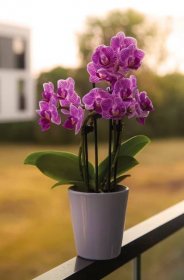 Jak správně pečovat o orchideje: Pokvetou vám celé roky