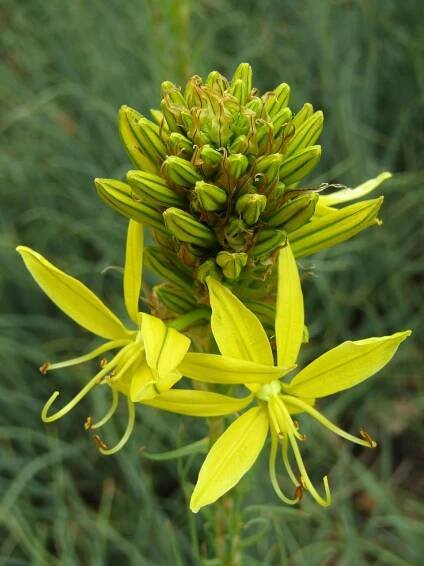Zlatý Kořen, Asphodeline Lutea, Květ