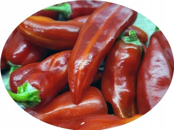 Fish nádherná ozdobná jedlá pálivá chilli paprička barevné ovoce semena za 66.00CZK - Allegro