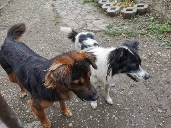 Psi k adopci z útulků, azylů a neziskových organizací