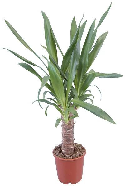 Juka 1 kmínek průměr květináče cca 14 cm