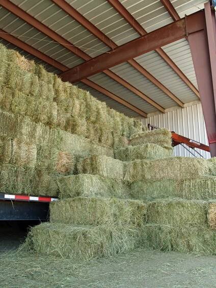 File:Grass hay by David Shankbone.jpg - Wikimedia Commons
