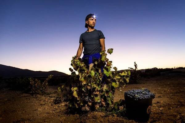 Louis Jadot Wine Photographer of the Year - Competition Categories - World Food Photography Awards