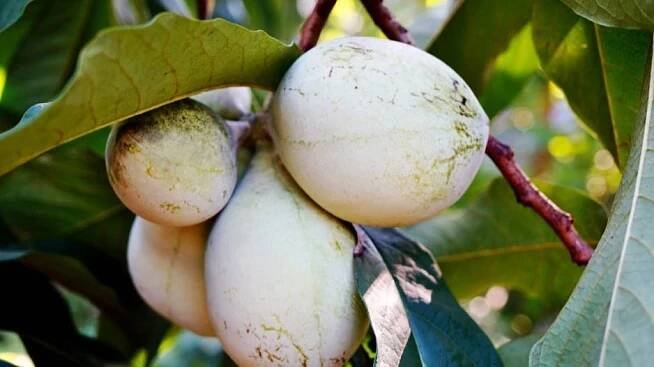 Muďoul trojlaločný (Asimina triloba)
