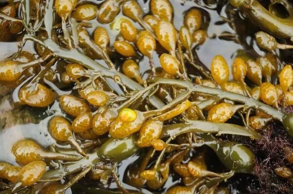 Ascophyllum Nodosum Extract | Eggwrack extract | Cosmetic Ingredients Guide