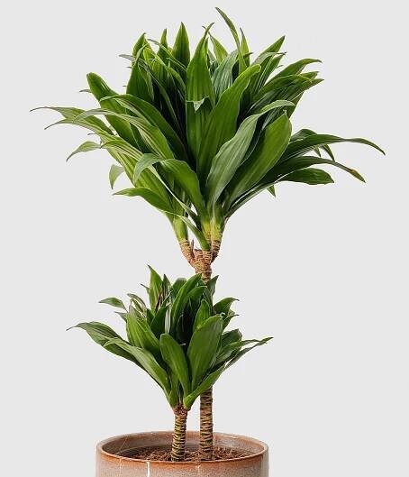 Dracaena Compacta 2928