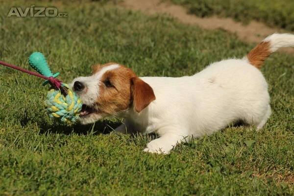 Jack Russell teriér s PP - 6