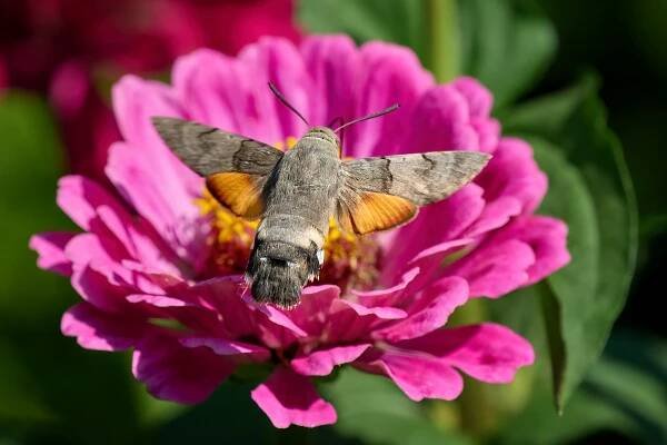 Dlouhozobka svízelová (Macroglossum stellatarum)