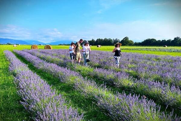 VIDEO: V podhůří Beskyd jako v Provence. Sezona v levandulovém moři vrcholí