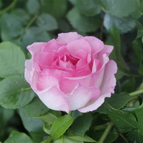 China Rose Ines Sastre plants, Bulk Rose Ines Sastre Exporter