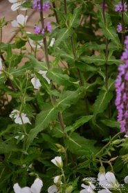 Salvia nemorosa 'Amethyst' | Perenniculum
