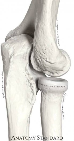 Bones of the elbow joint