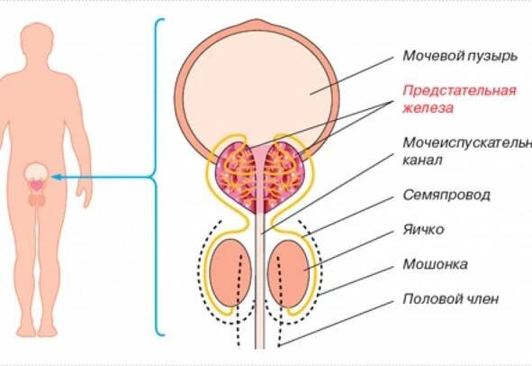 Jaké příznaky naznačují adenom prostaty / Články