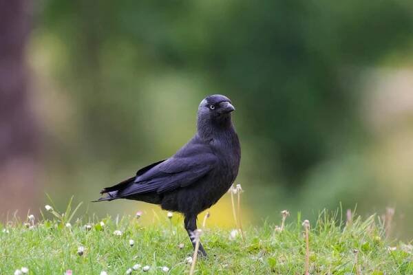bezplatná Základová fotografie zdarma na téma běžné druhy ptáků, bretagne, čeleď corvidae Základová fotografie