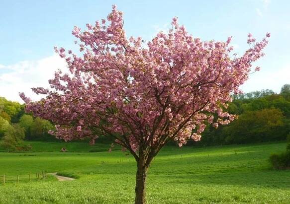 Sakura - Listnaté stromy a keře na zahradu - Allegro