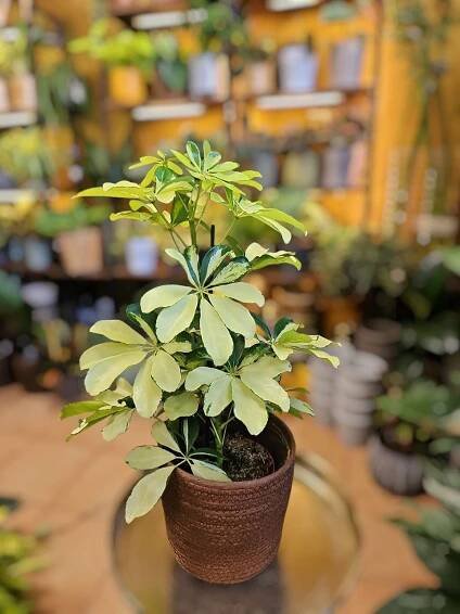 Schefflera Melanie