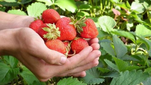 Přejezte se jahodami: Jaké koupit, kam je zasadit a čím hnojit, aby úroda byla bohatá