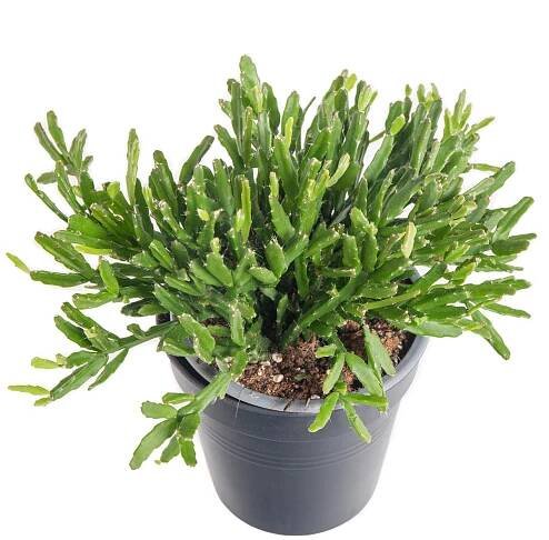 Věšák, Rhipsalis ewaldiana, průměr květináče 10 - 12 cm | ZAZUMi.cz