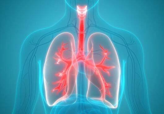 digital illustration of the human body, with respiratory system highlighted