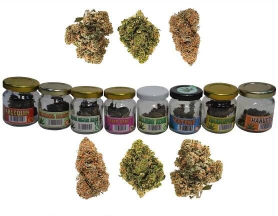 CBD Cannabis 1g ve skle
