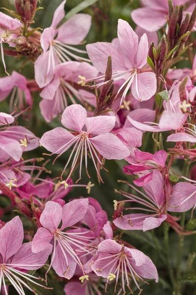 Karalee® Petite Pink - Butterfly Flower - Oenothera lindheimeri | Proven Winners
