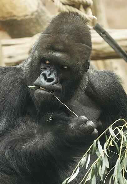 Rok mláďat v Zoo: Ikonická i neznámá - iDNES.cz