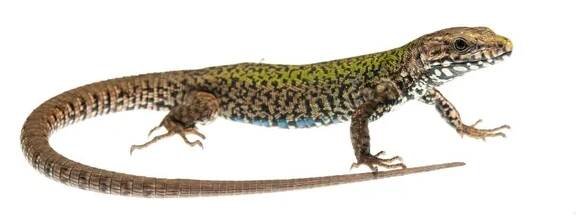 Podarcis muralis, mužský ještěr — Stock obrázek