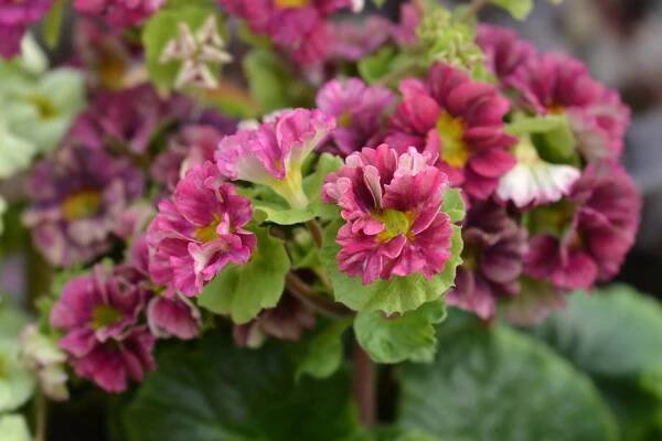 German primrose with ruffled flowers