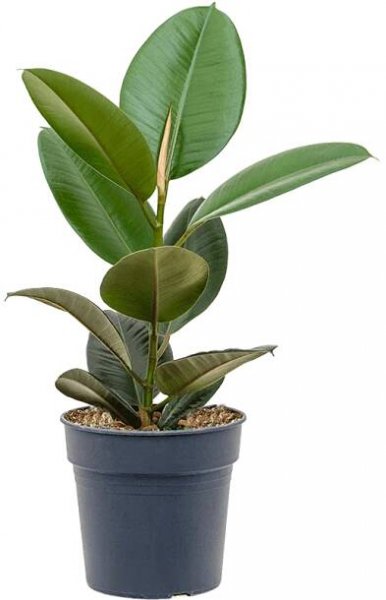 ficus elastica robusta medium