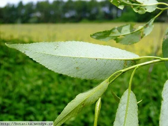 Herbář Wendys - Salix fragilis - vrba křehká