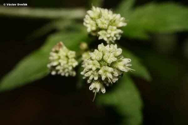 Sanicula europaea - žindava evropská | Apiaceae - miříkovité | Natura Bohemica