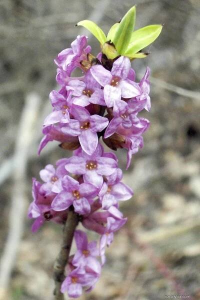 Lýkovec jedovatý (Daphne mezereum)