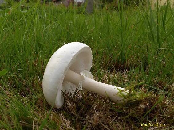 Bedla zardělá - Leucoagaricus leucothites - Kudluv fotoatlas hubKudluv fotoatlas hub