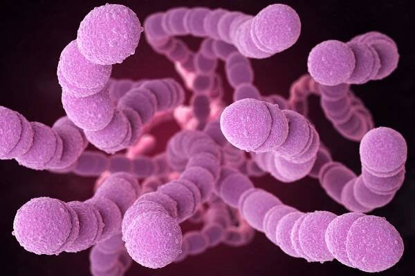 Streptococcus pneumoniae, neboli pneumococcus, je grampozitivní kohout ve tvaru patogenní bakterie, která způsobuje mnoho typů pneumokokových infekcí kromě pneumonie. 3D ilustrace — Stock obrázek