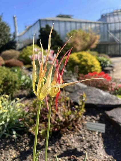 Rozkvetlá botanická zahrada v Liberci se otevře návštěvníkům zdarma