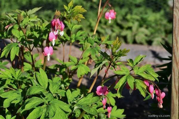 Srdcovka nádherná (Lamprocapnos spectabilis)