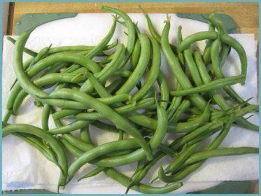 Pěstování a pěstování zelených fazolí - péče o rostliny pro bohatou sklizeň