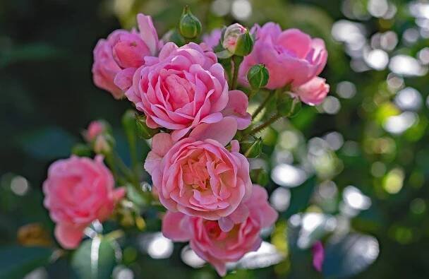 Nejkrásnější půdopokryvná růže Rosa The Fairy