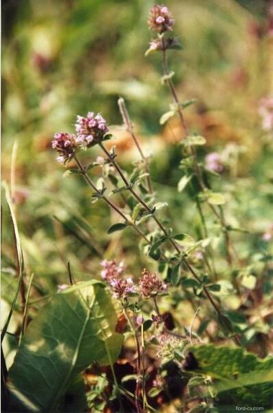 Mateřídouška vejčitá kraňská (Thymus pulegioides subsp carniolicus)