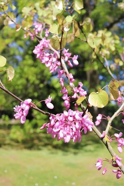 Cercis siliquastrum - zmarlika jidášova - květy 