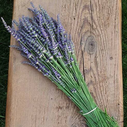 bunch of lavender