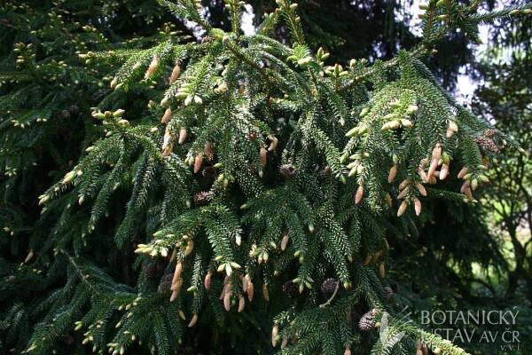 Picea orientalis - smrk východní | nahosemenné | Herbář | Fotogalerie | iBotky.cz