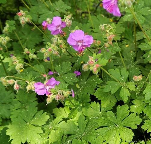 Kakost oddenkatý (Geranium macrorrhizum)